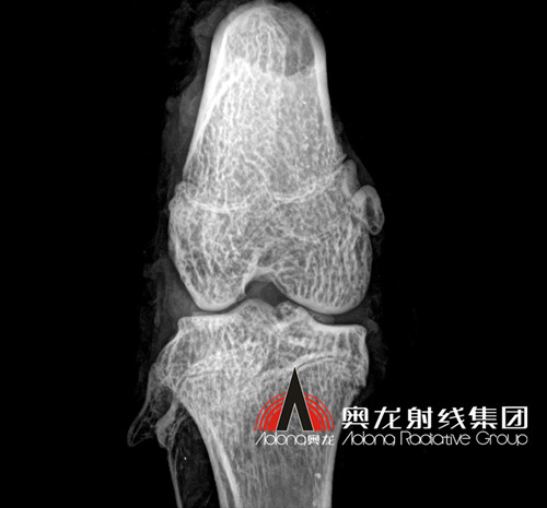 豚鼠膝骨.jpg 豚鼠膝骨.jpg